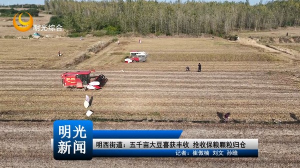 【20261009】明西街道：五千亩大豆喜获丰收 抢收保粮颗粒归仓
