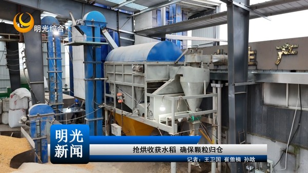 [20261022]抢烘收获水稻 确保颗粒归仓